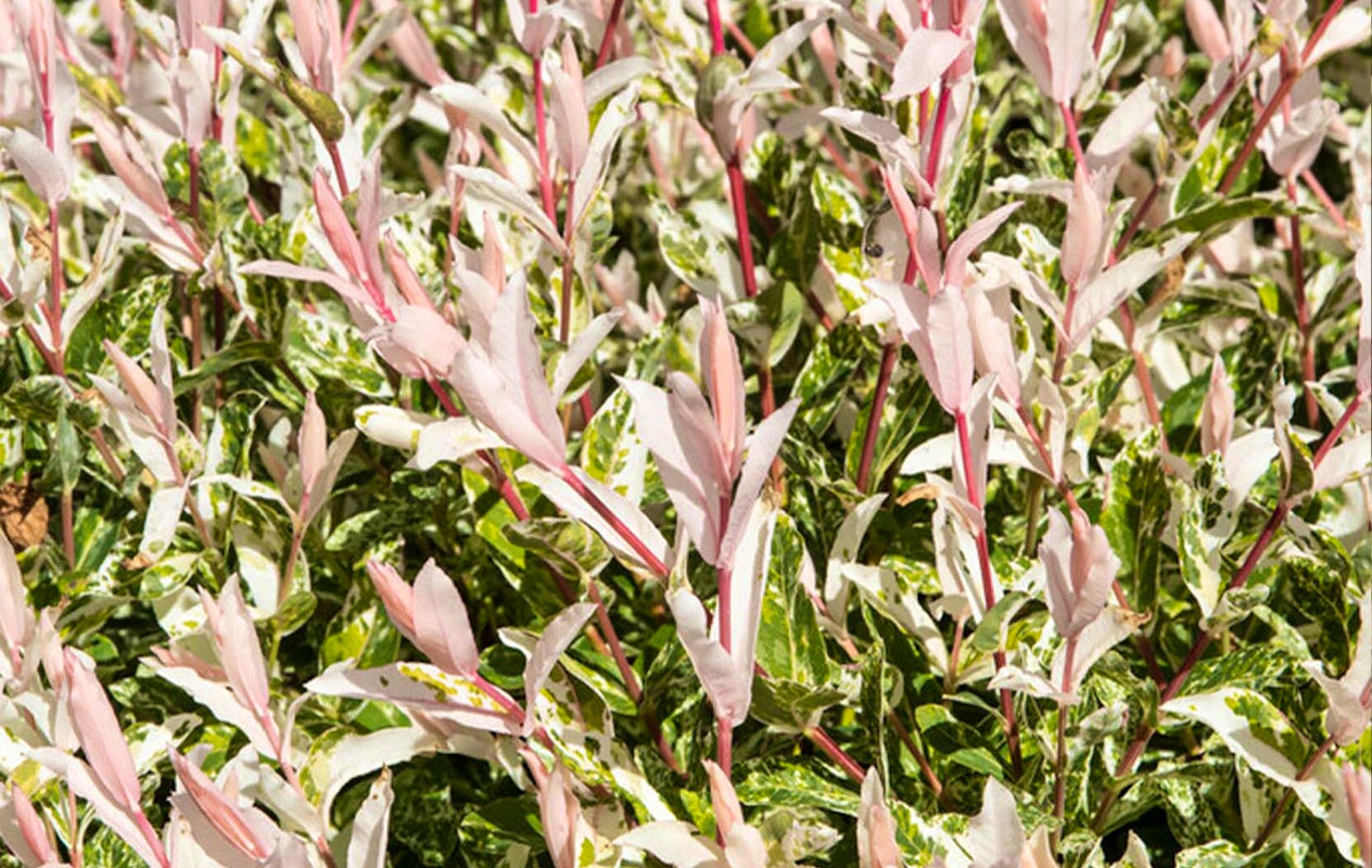 Lot de 2 arbres Salix Flamingo (75 - 85 cm)