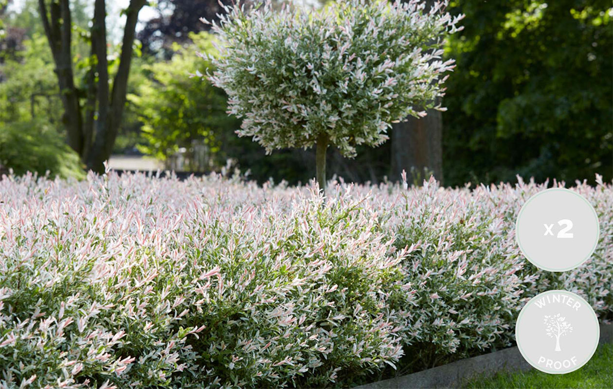 Set van 2 Salix Flamingo Bomen (75 - 85 cm)