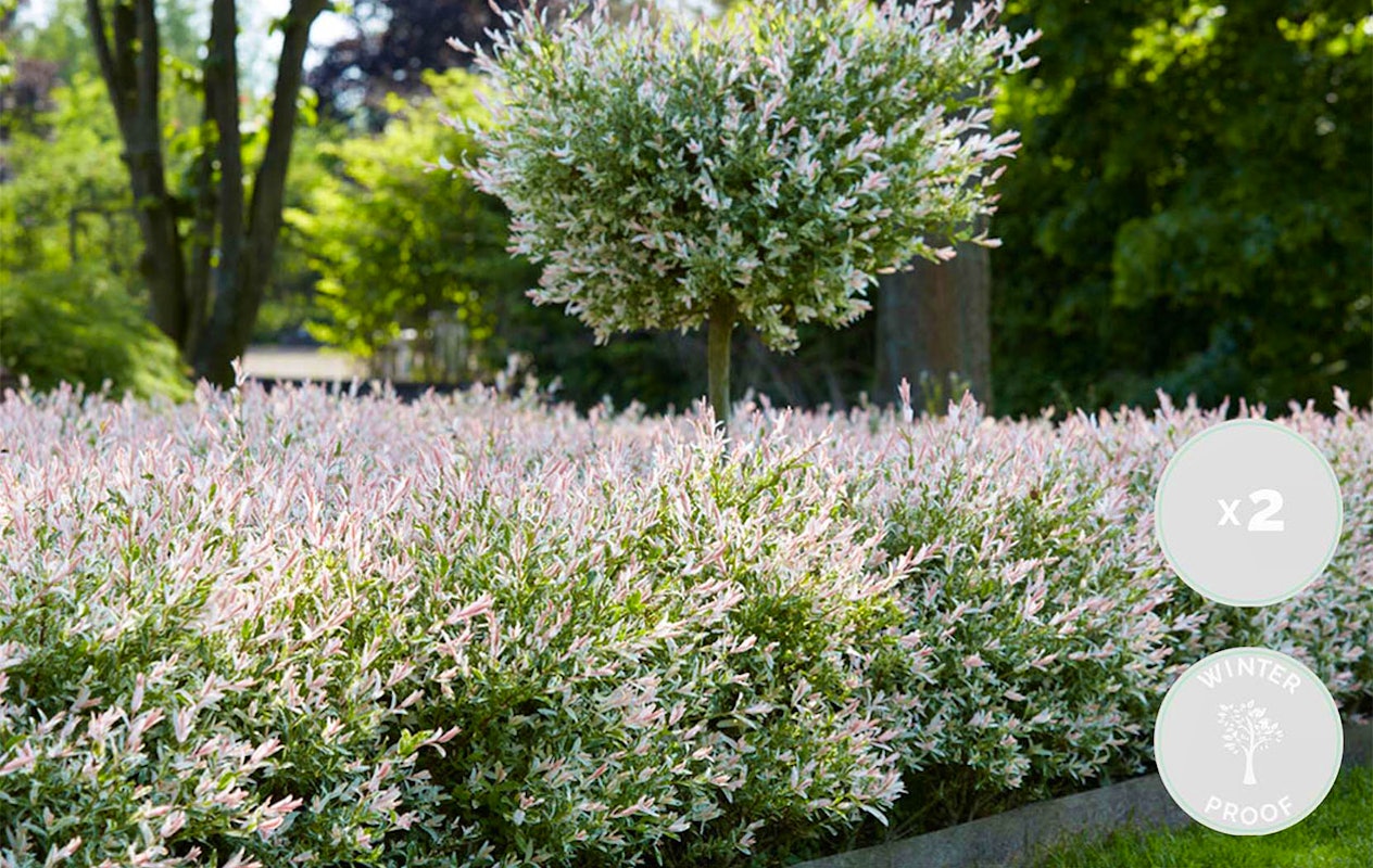 Lot de 2 arbres Salix Flamingo (75 - 85 cm)