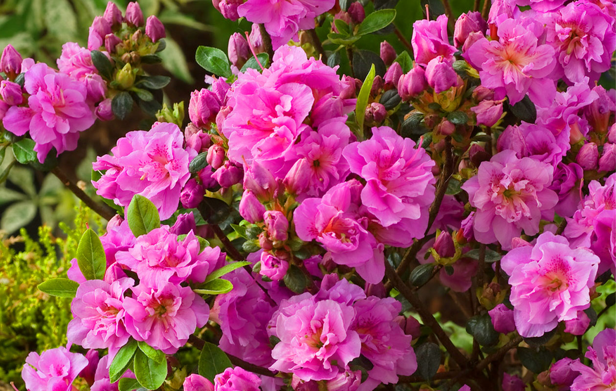 Set van 4 Azalea mix planten (20 - 38 cm)