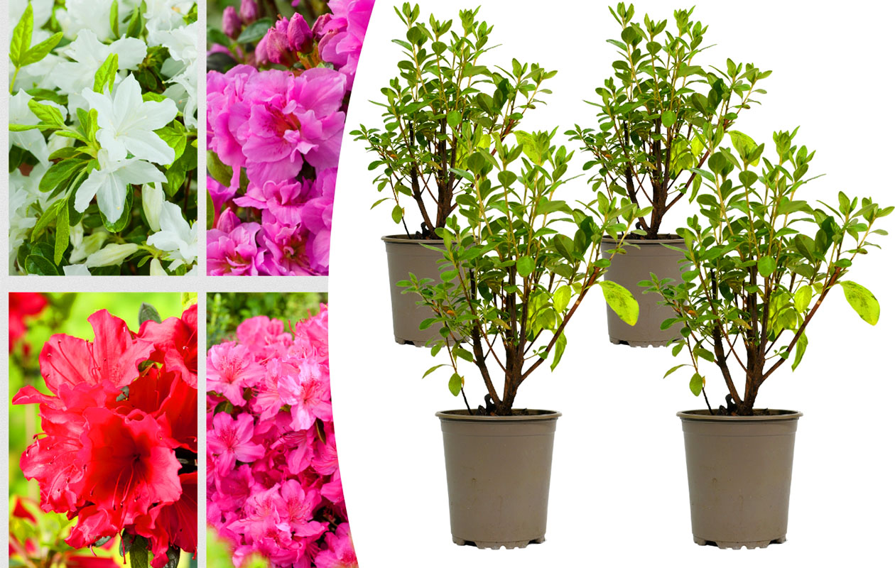Set van 4 Azalea mix planten (20 - 38 cm)