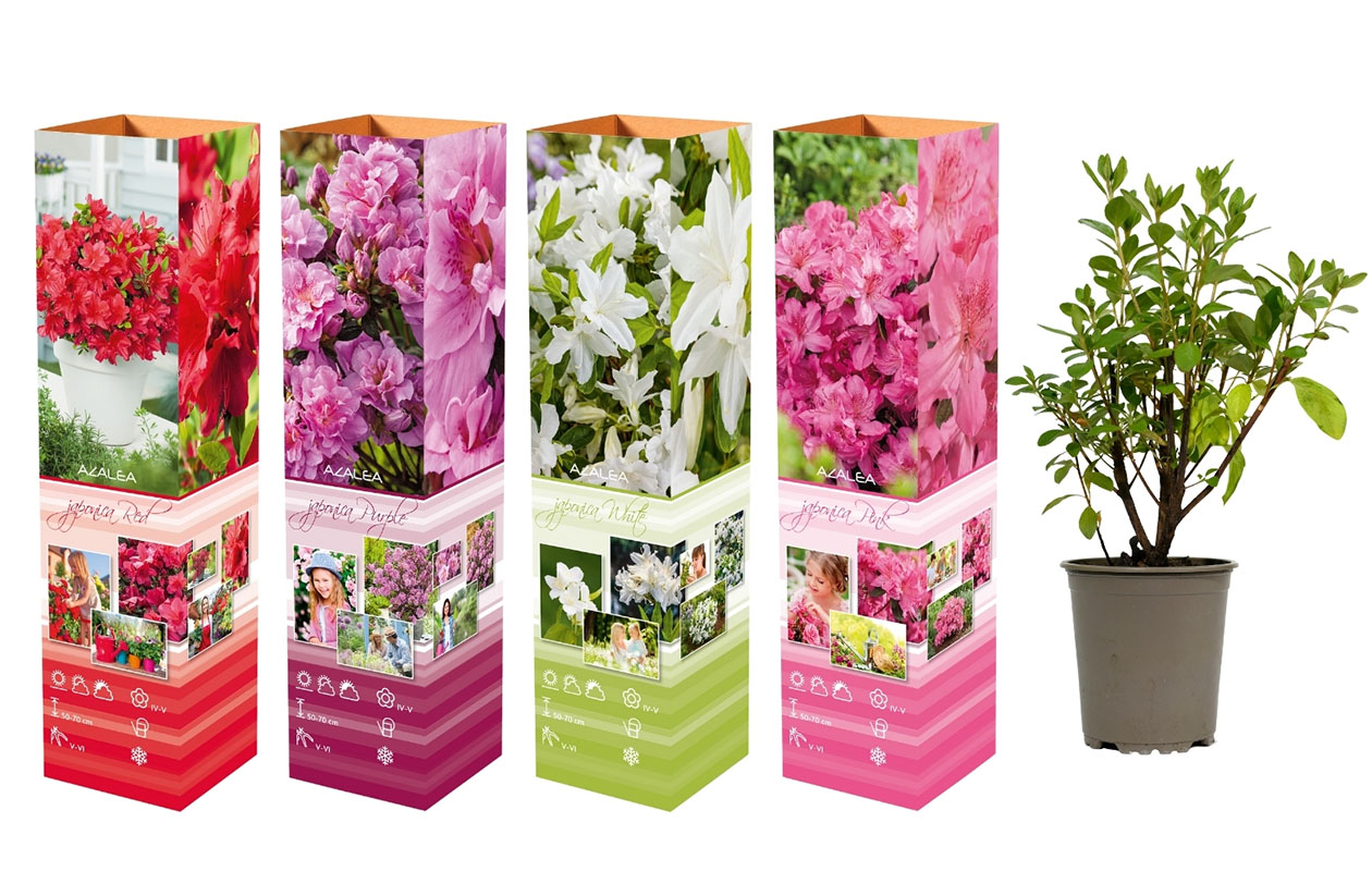 Set van 4 Azalea mix planten (20 - 38 cm)