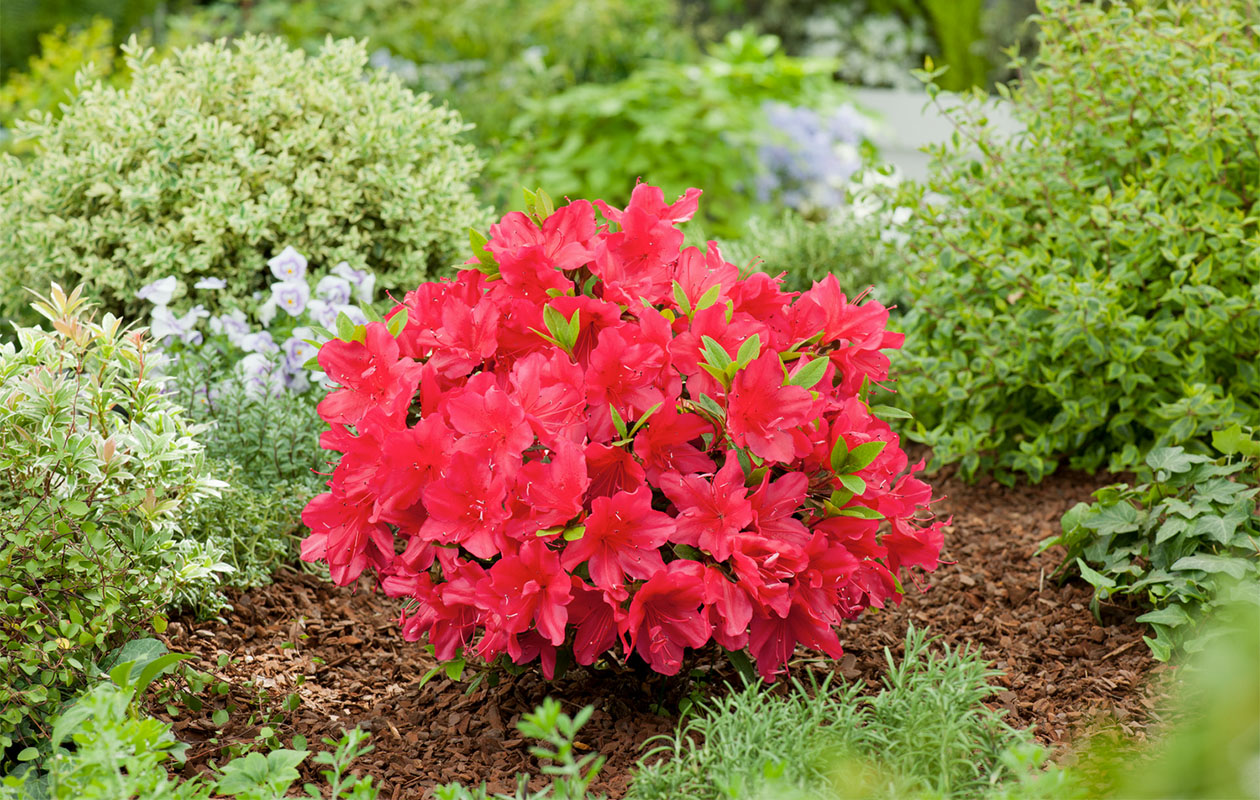 Set van 4 Azalea mix planten (20 - 38 cm)