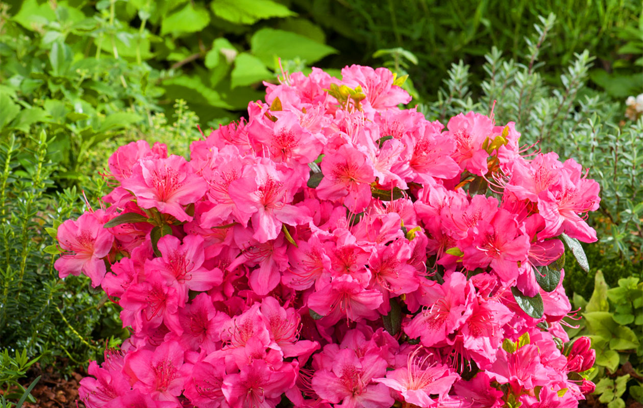 Set van 4 Azalea mix planten (20 - 38 cm)