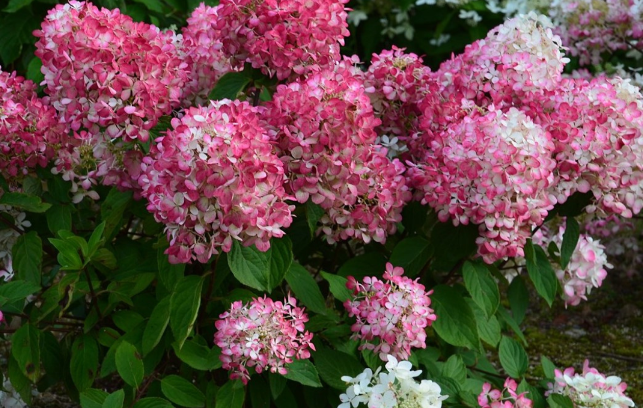 Hortensia Mix - Set van 4