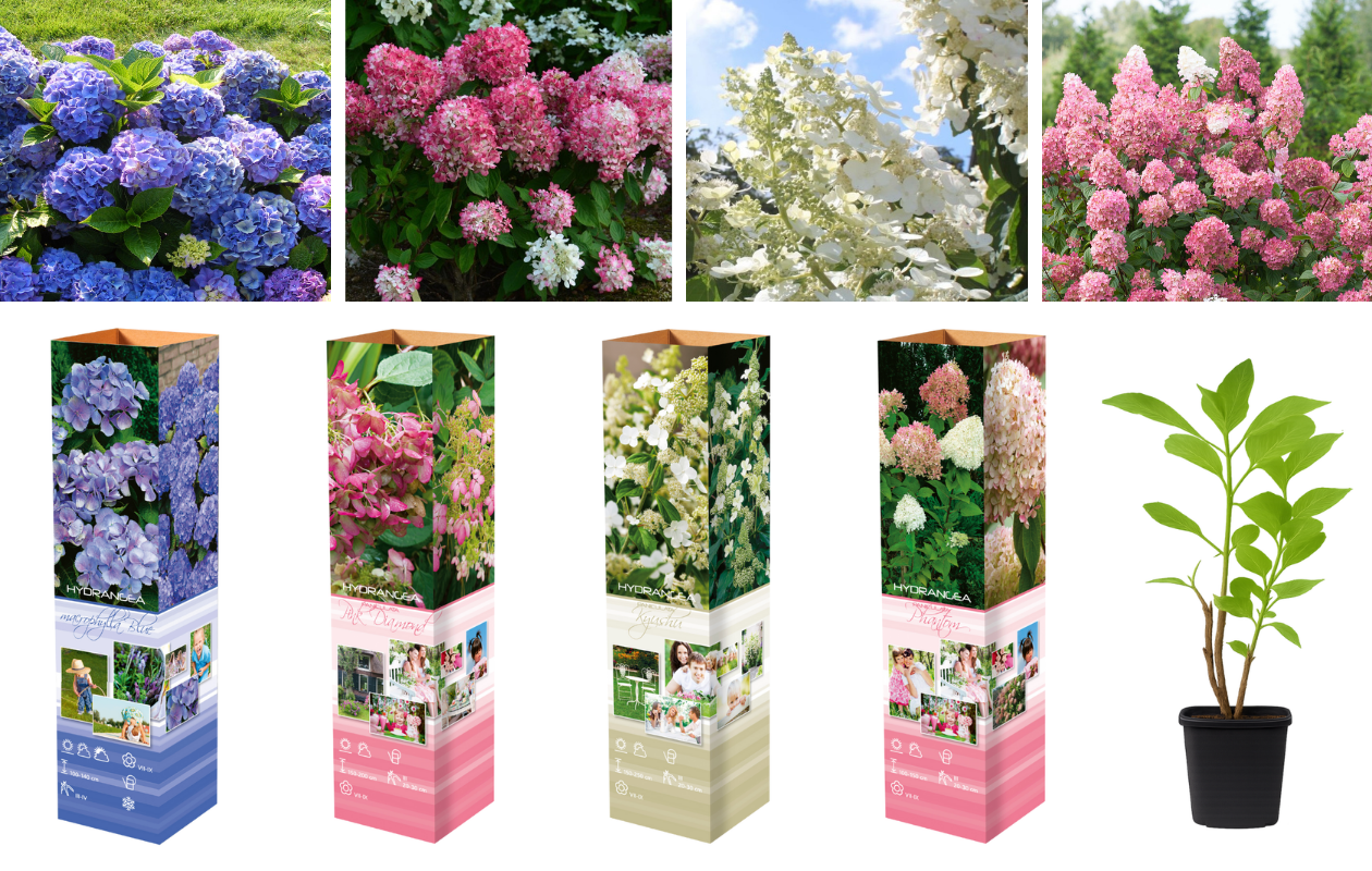 Hortensia Mix - Set van 4