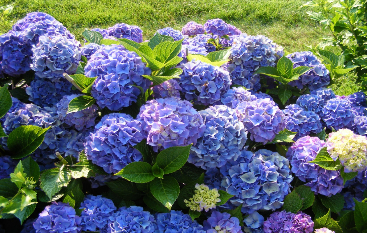 Hortensia Mix - Set van 4