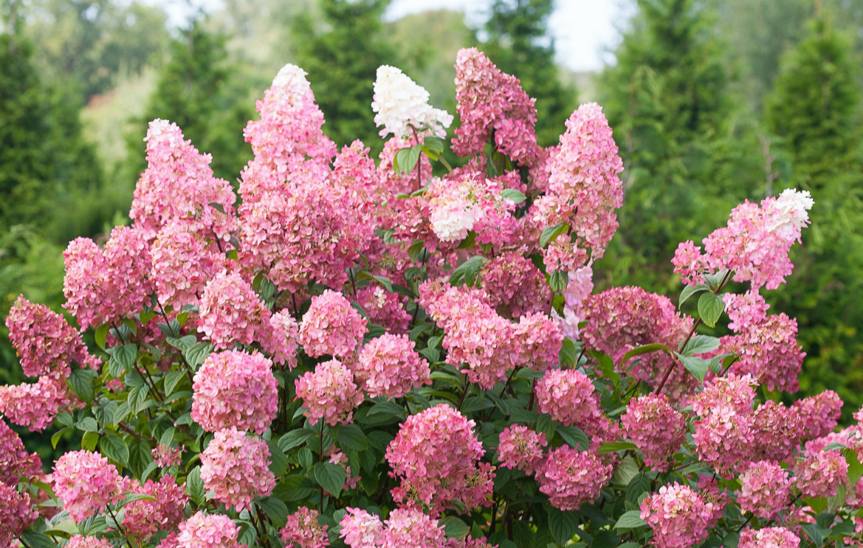Hortensia Mix - Set van 4