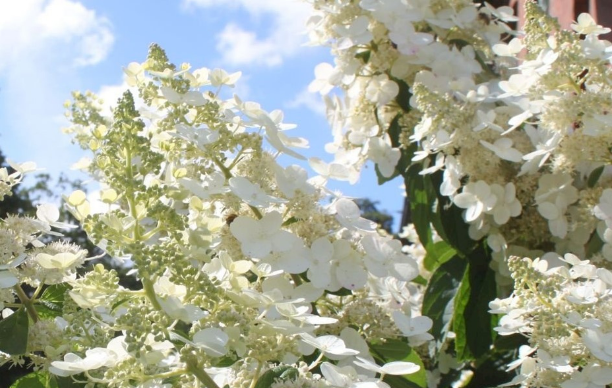Hortensia Mix - Set van 4