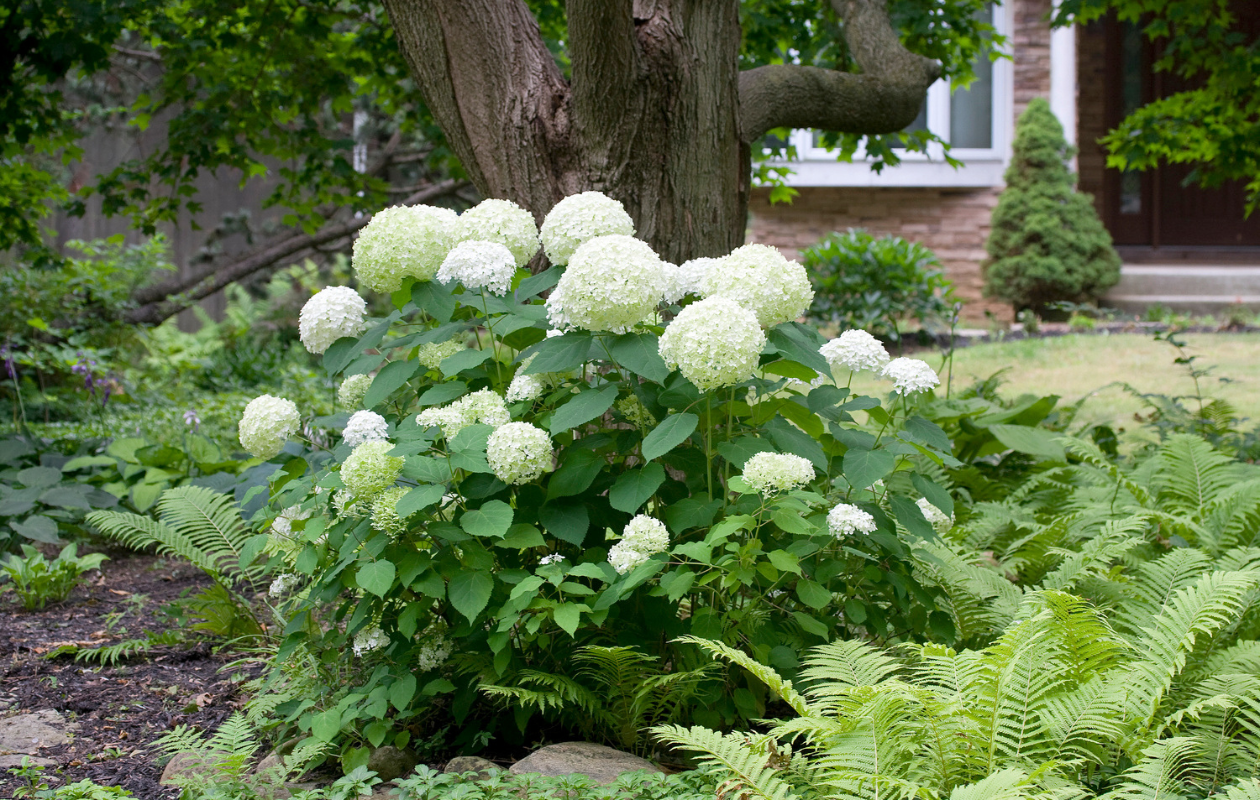 Witte Hortensia's ‘Annabelle’ - 3 stuks