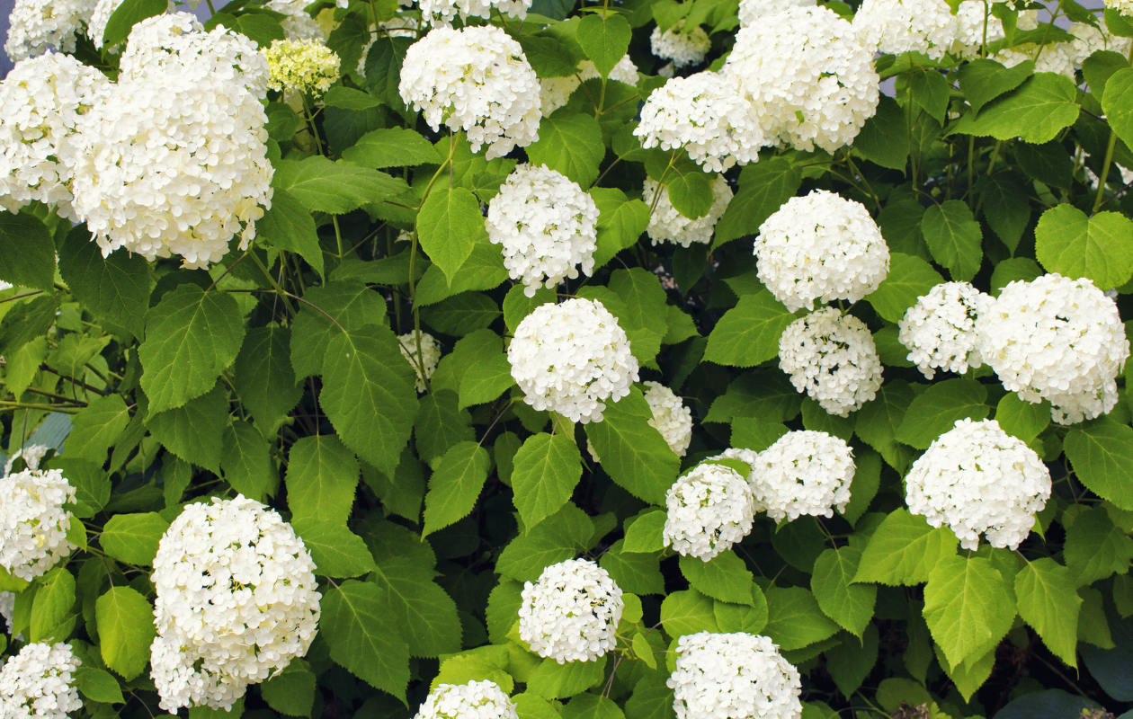 Witte Hortensia's ‘Annabelle’ - 3 stuks