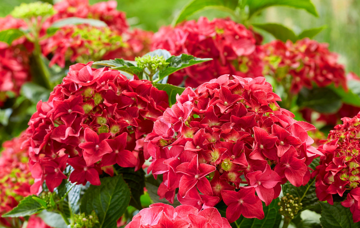 Hydrangea macrophylla plant (Hortensia) in blauw, rood, roze of wit