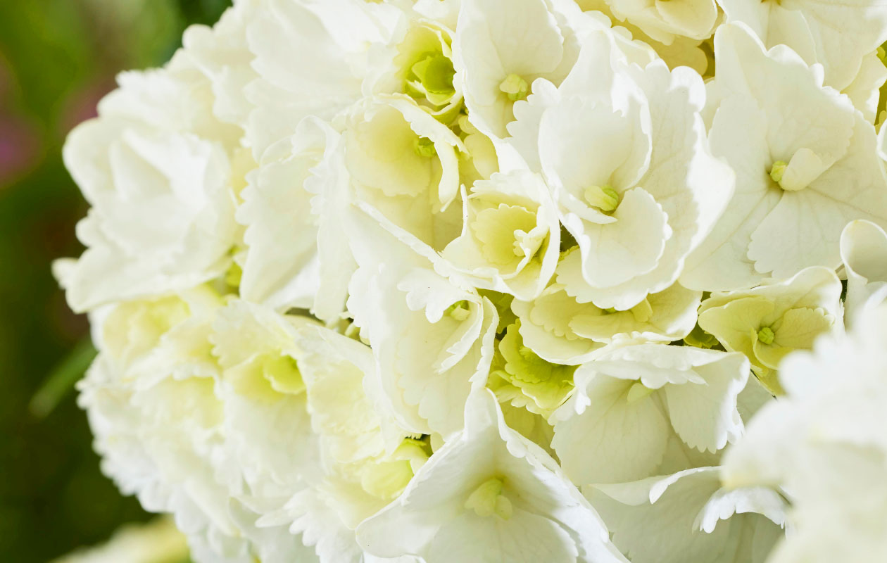 Hydrangea macrophylla plant (Hortensia) in blauw, rood, roze of wit