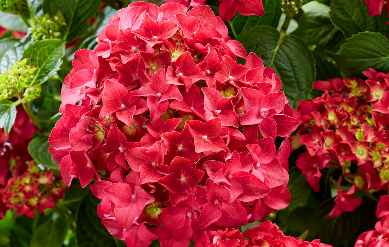Hydrangea macrophylla plant (Hortensia) in blauw, rood, roze of wit