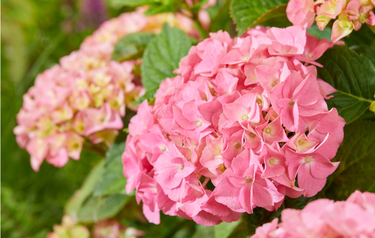 Hydrangea macrophylla plant (Hortensia) in blauw, rood, roze of wit