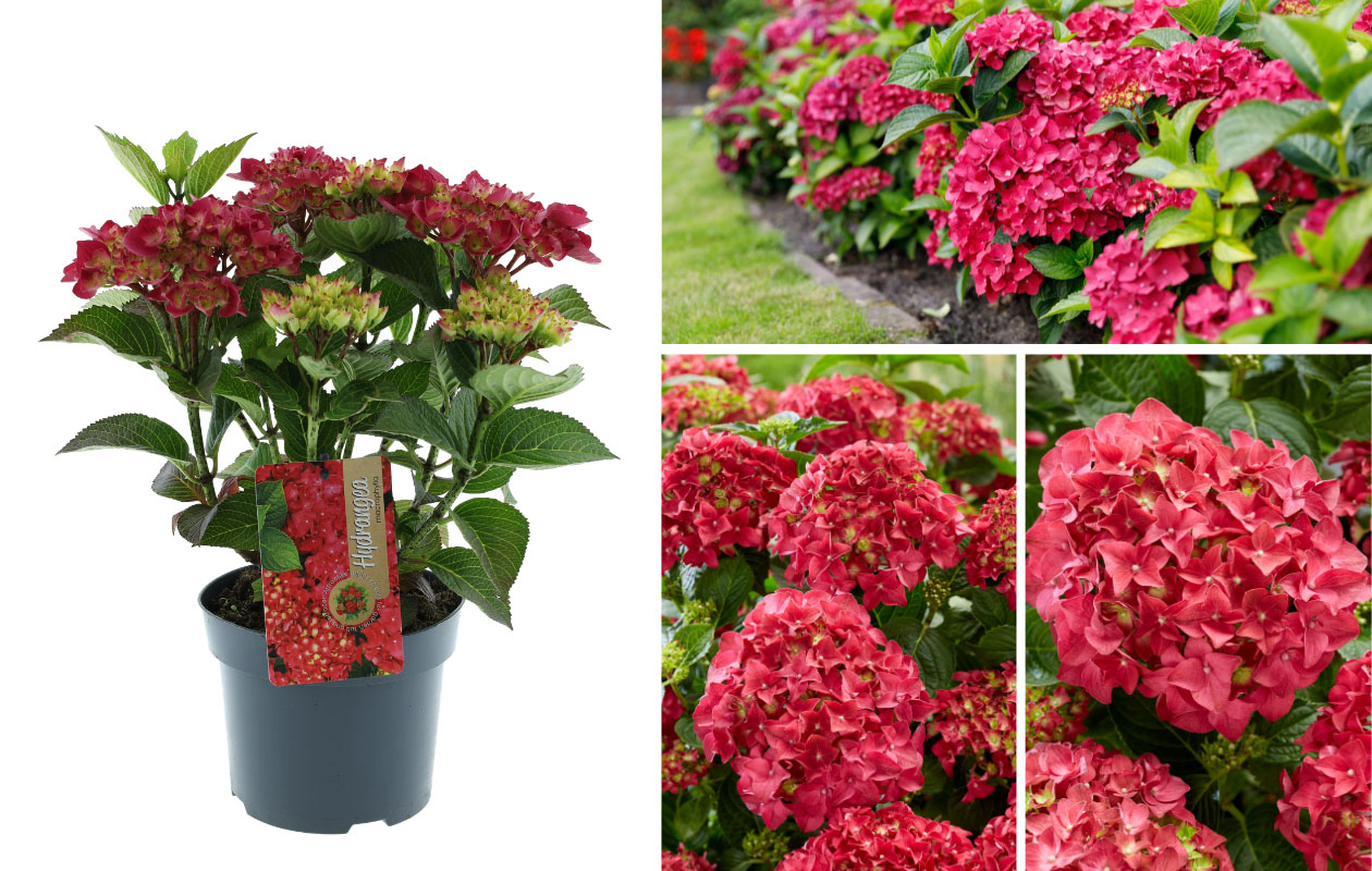 Hydrangea macrophylla plant (Hortensia) in blauw, rood, roze of wit