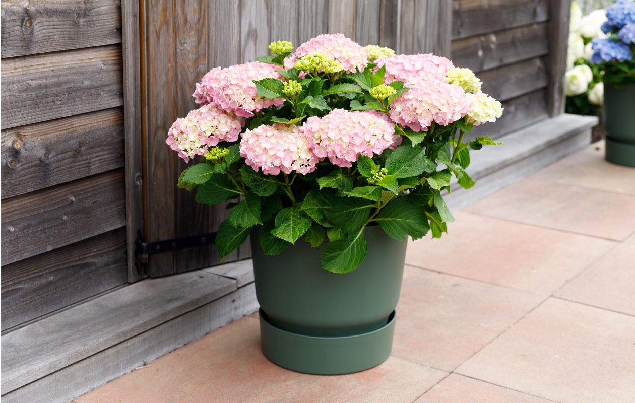 Hydrangea macrophylla plant (Hortensia) in blauw, rood, roze of wit