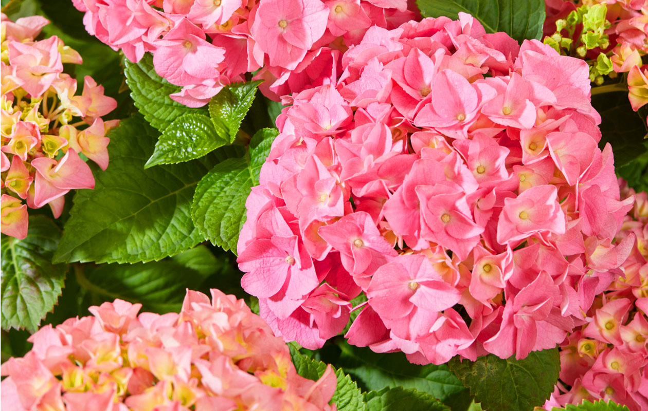 Hydrangea macrophylla plant (Hortensia) in blauw, rood, roze of wit