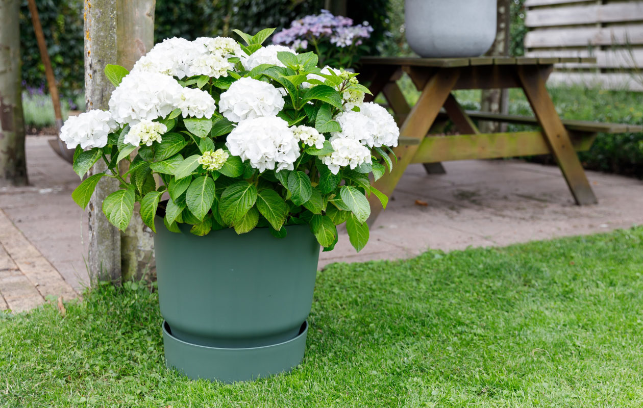 Hydrangea macrophylla plant (Hortensia) in blauw, rood, roze of wit
