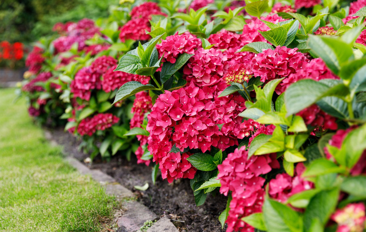 Hydrangea macrophylla plant (Hortensia) in blauw, rood, roze of wit