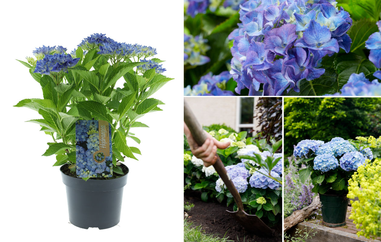 Hydrangea macrophylla plant (Hortensia) in blauw, rood, roze of wit