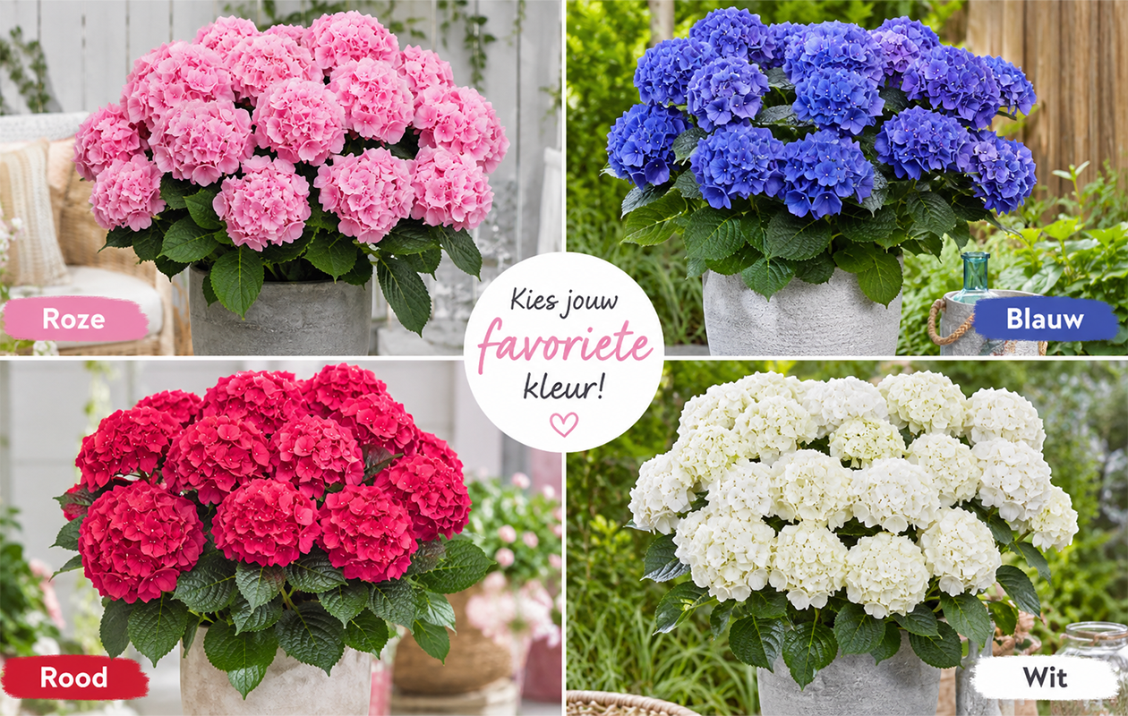 Hydrangea macrophylla plant (Hortensia) in blauw, rood, roze of wit