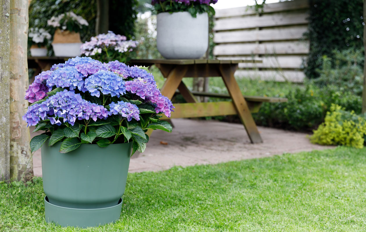 Hydrangea macrophylla plant (Hortensia) in blauw, rood, roze of wit