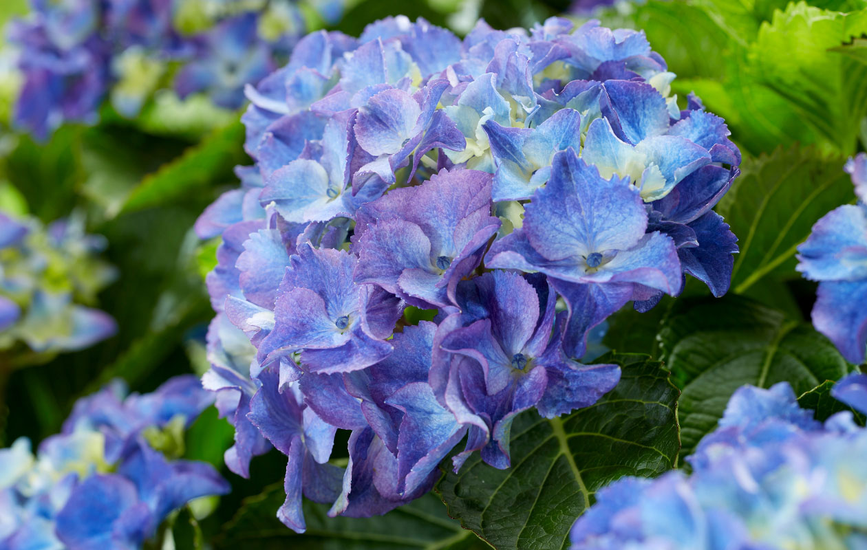 Hydrangea macrophylla plant (Hortensia) in blauw, rood, roze of wit