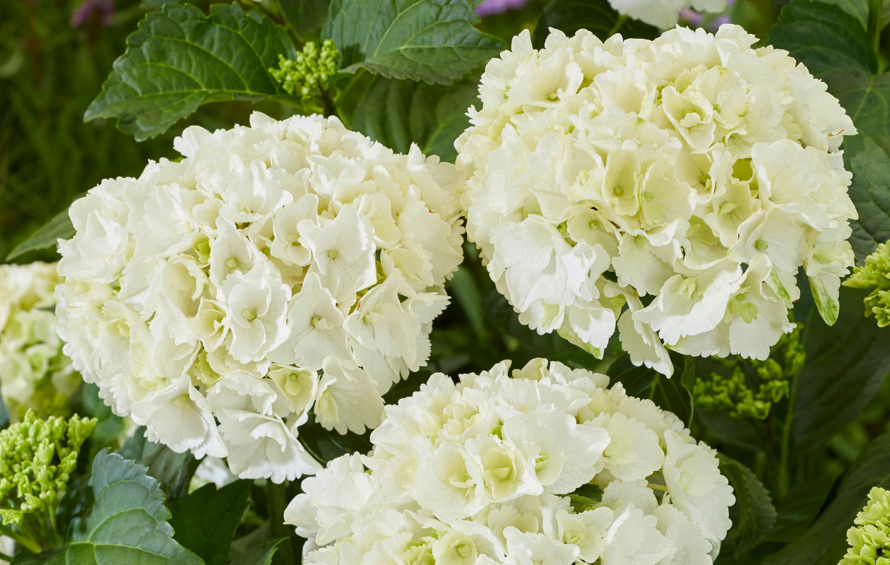 Hydrangea macrophylla plant (Hortensia) in blauw, rood, roze of wit