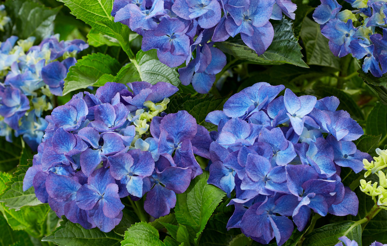Hydrangea macrophylla plant (Hortensia) in blauw, rood, roze of wit
