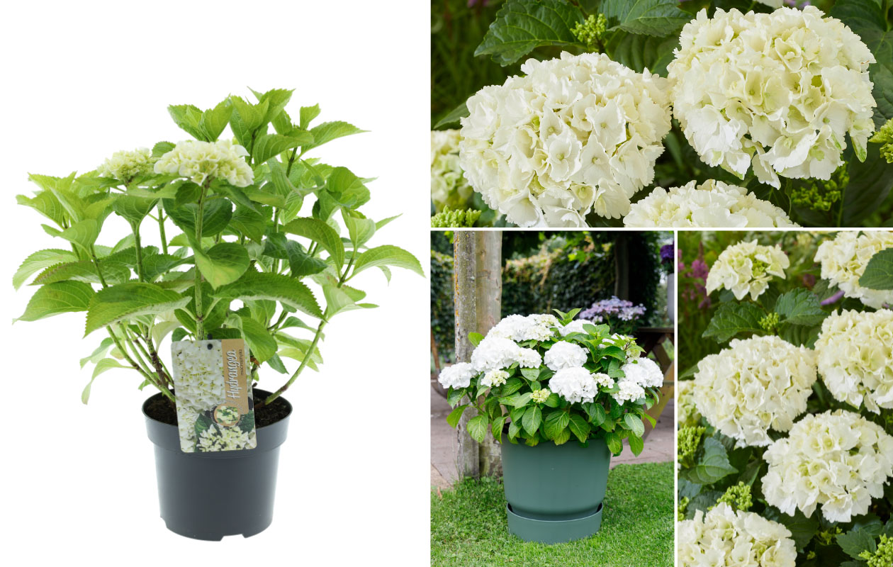 Hydrangea macrophylla plant (Hortensia) in blauw, rood, roze of wit