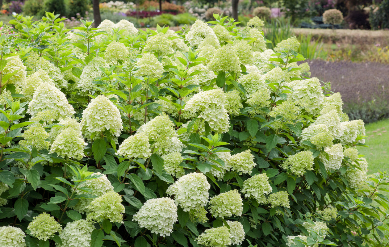 Hydrangea paniculata ‘Limelight’ - 2 stuks