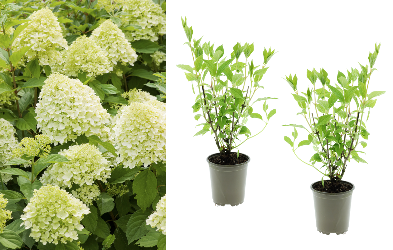 Hydrangea paniculata ‘Limelight’ - 2 stuks