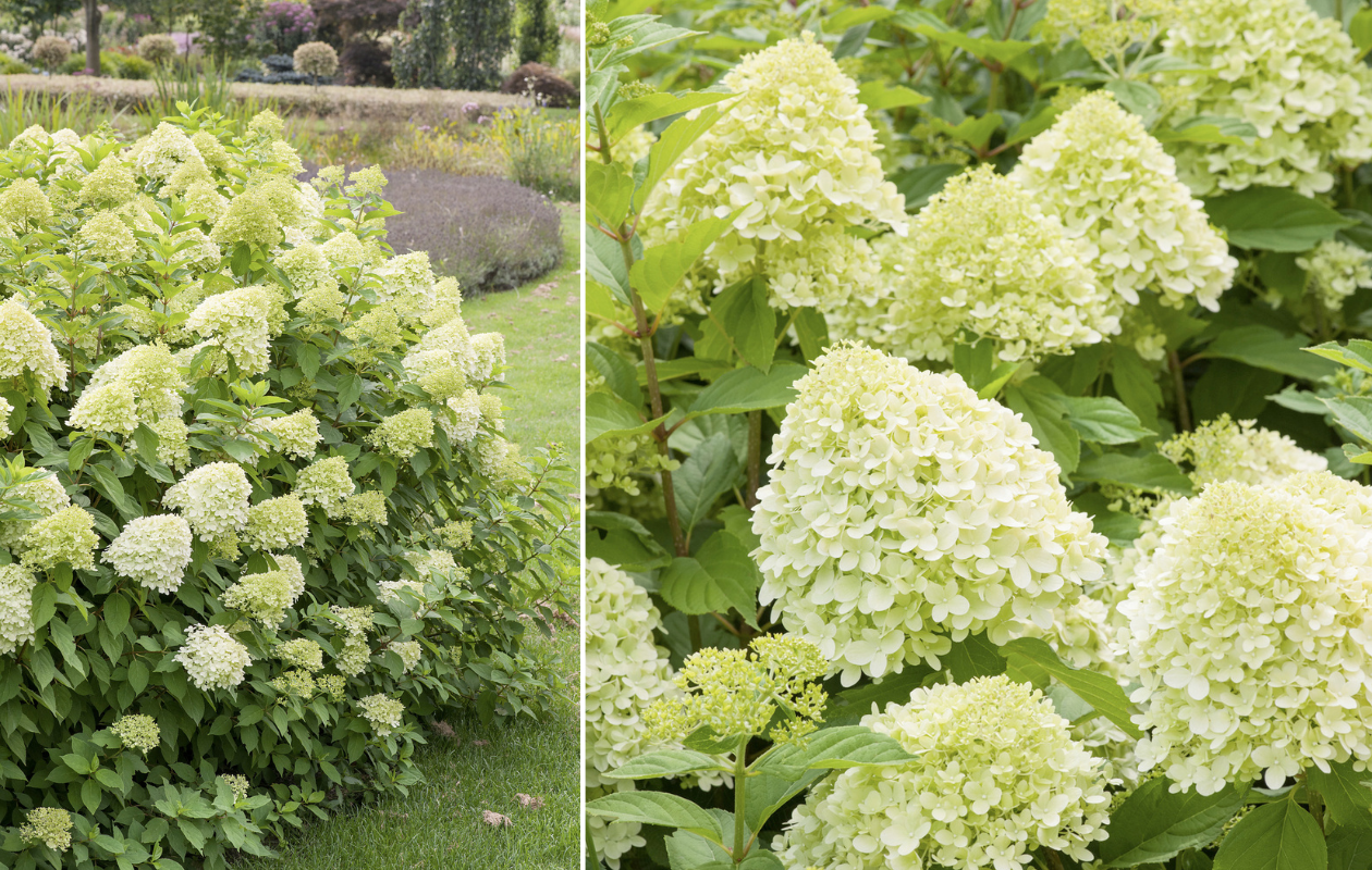 Hydrangea paniculata ‘Limelight’ - 2 stuks