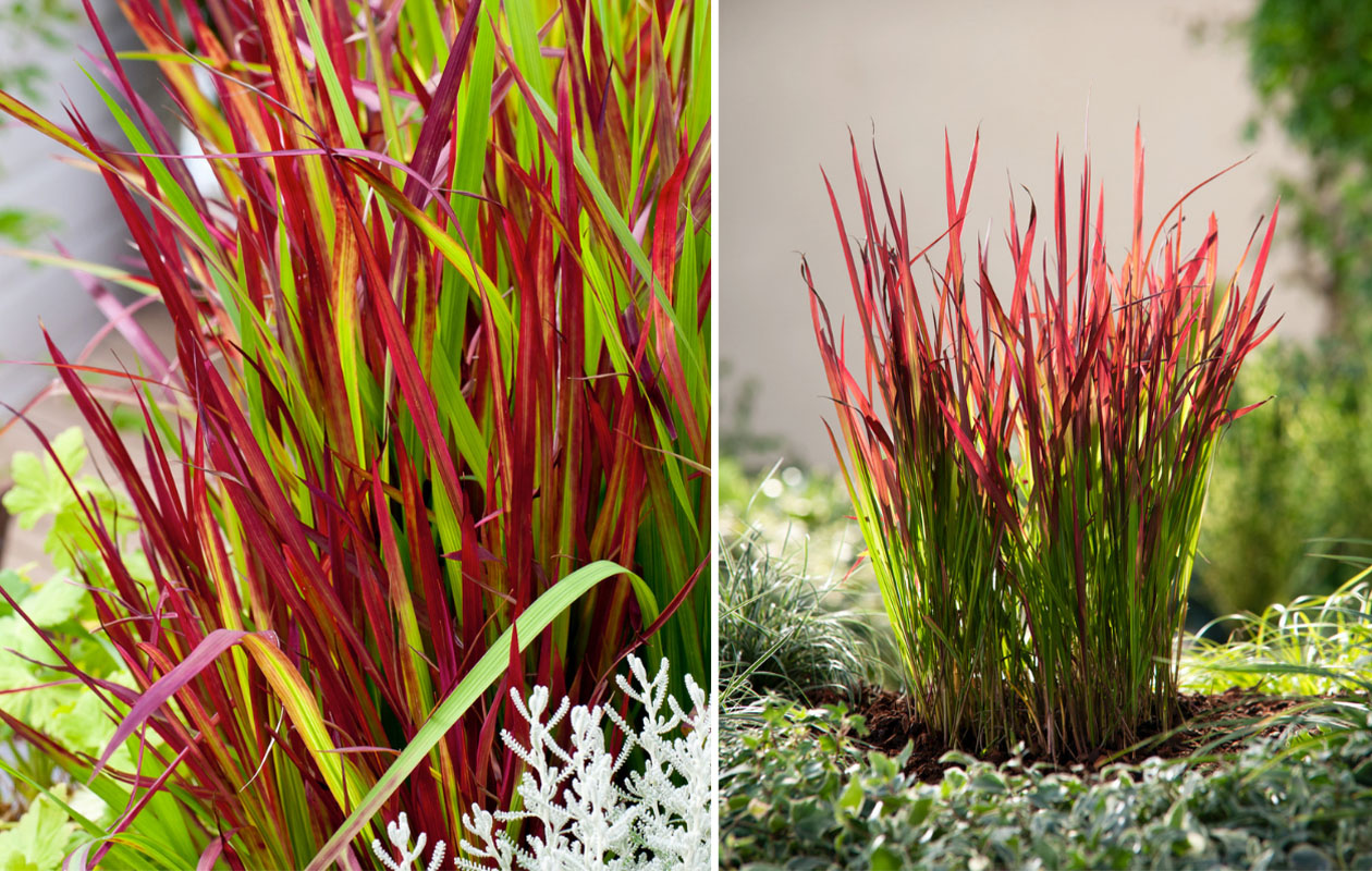 Herbe ornementale japonaise 'Red Baron' - 4 pièces