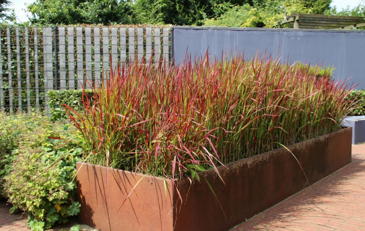 Herbe ornementale japonaise 'Red Baron' - 4 pièces