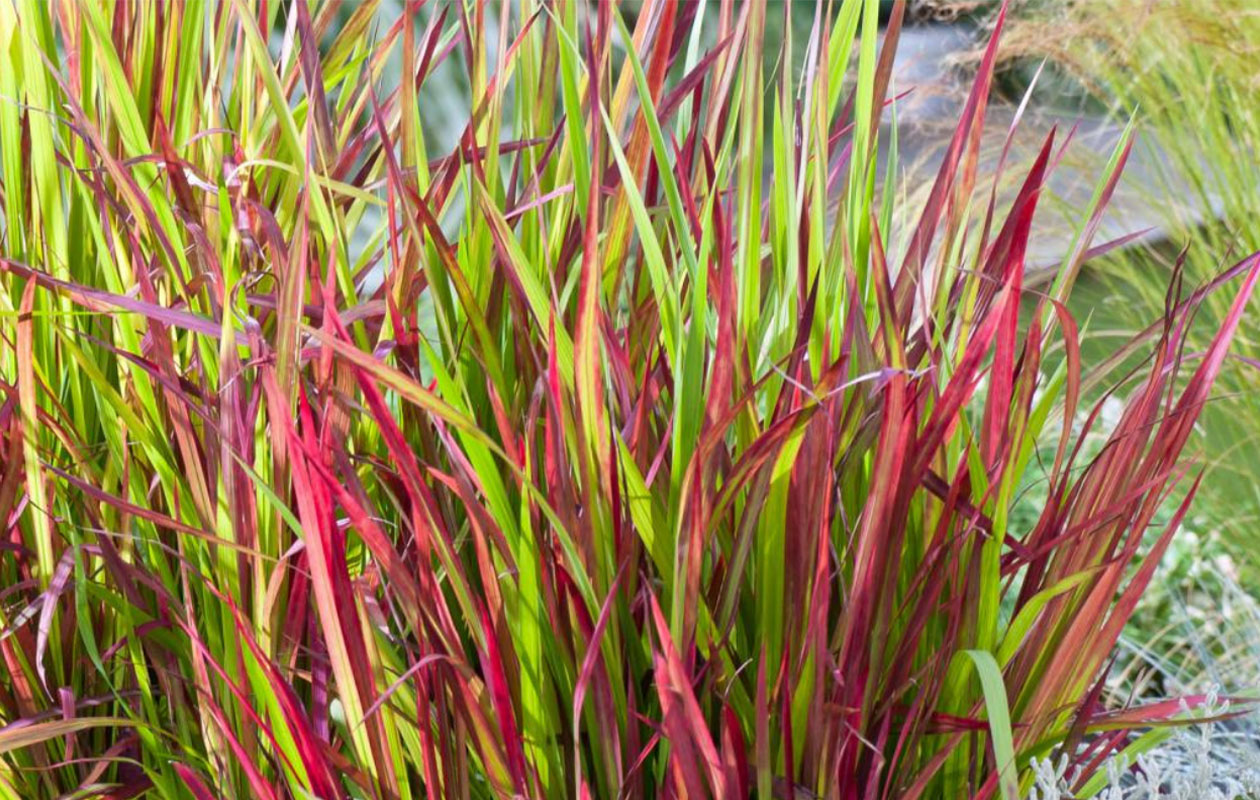 Herbe ornementale japonaise 'Red Baron' - 4 pièces