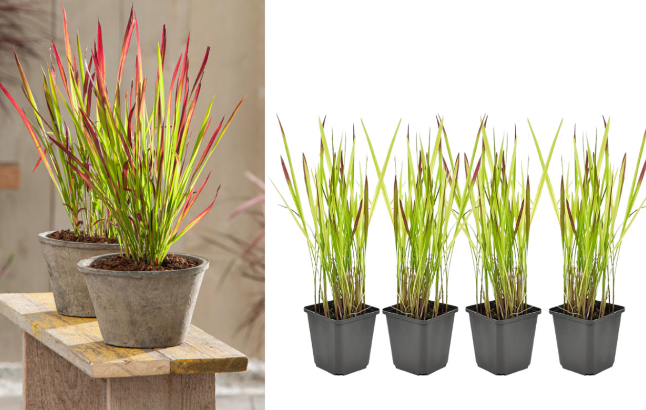 Herbe ornementale japonaise 'Red Baron' - 4 pièces