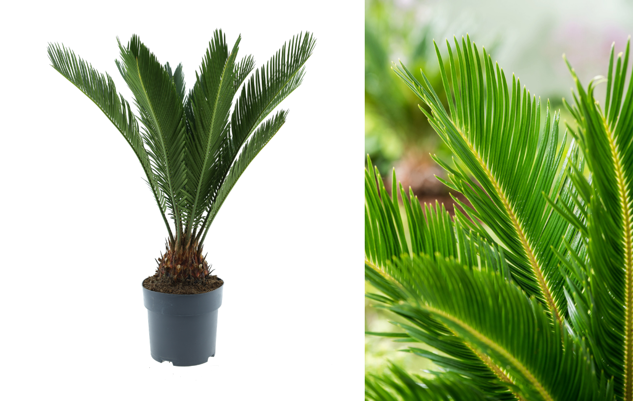 Japanse Cycas - Sagopalm
