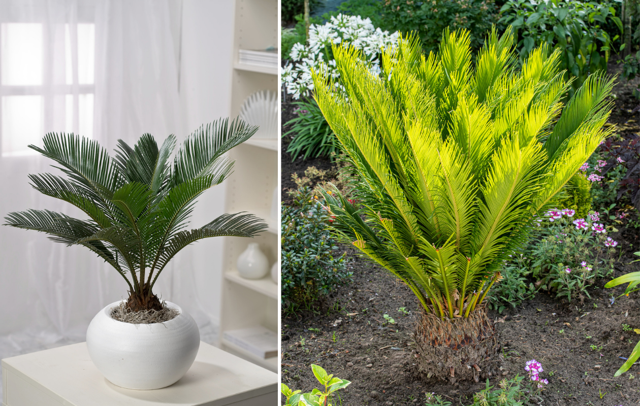 Japanse Cycas - Sagopalm