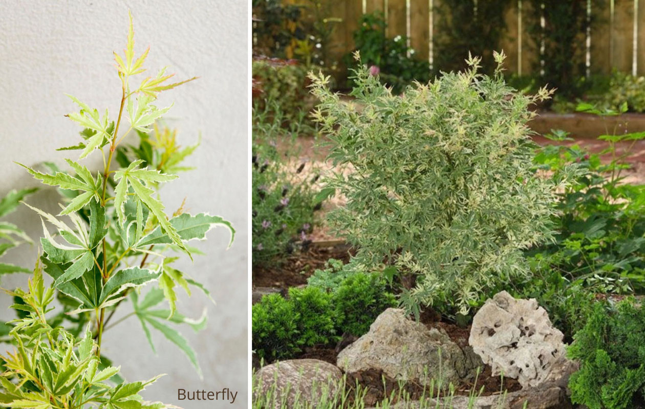 Japanse esdoorn 'Acer palmatum' – Keuze uit 4 soorten