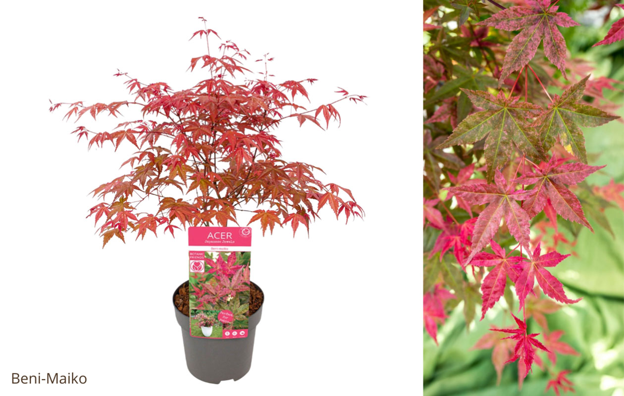 Japanse esdoorn 'Acer palmatum' – Keuze uit 4 soorten
