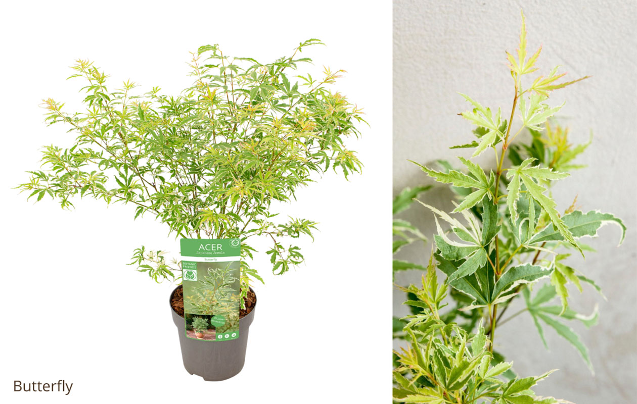 Japanse esdoorn 'Acer palmatum' – Keuze uit 4 soorten