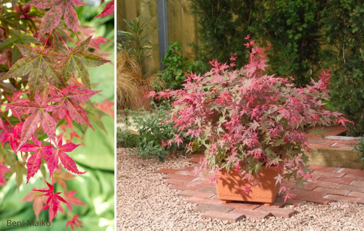 Japanse esdoorn 'Acer palmatum' – Keuze uit 4 soorten