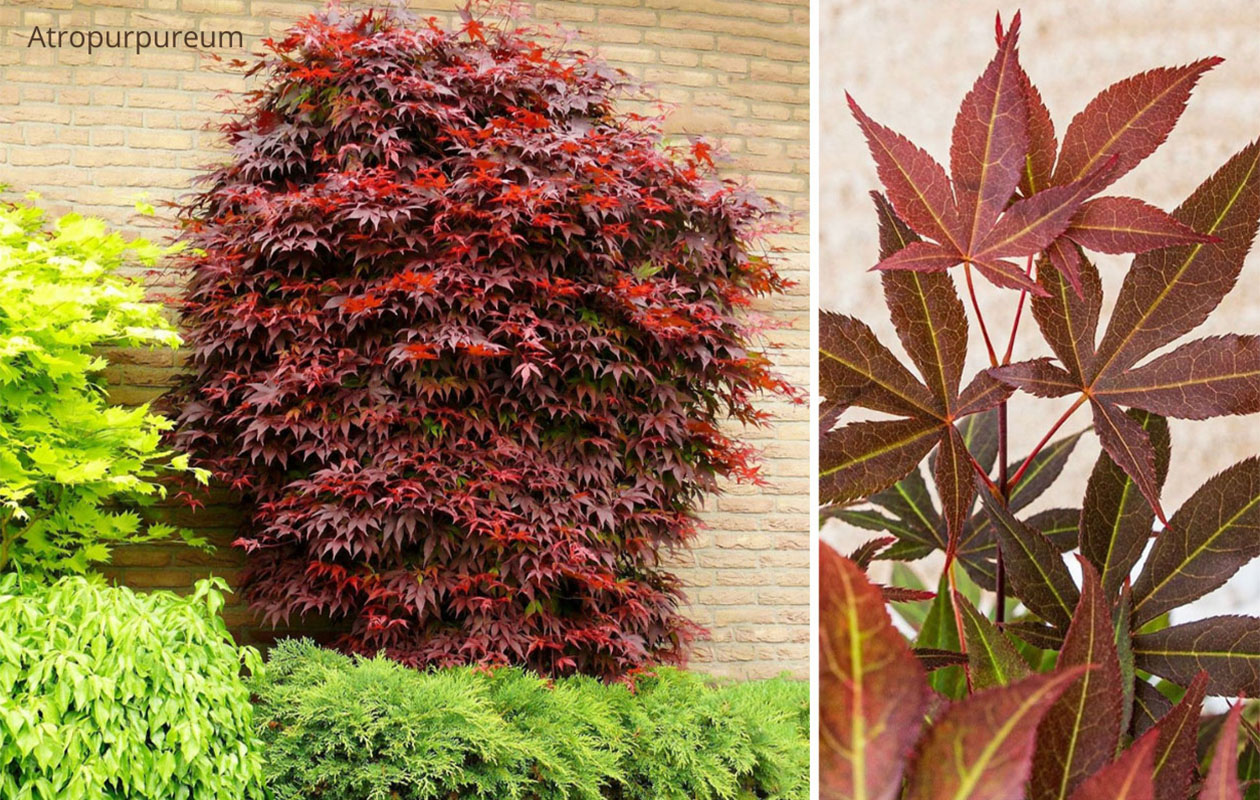 Japanse esdoorn 'Acer palmatum' – Keuze uit 4 soorten