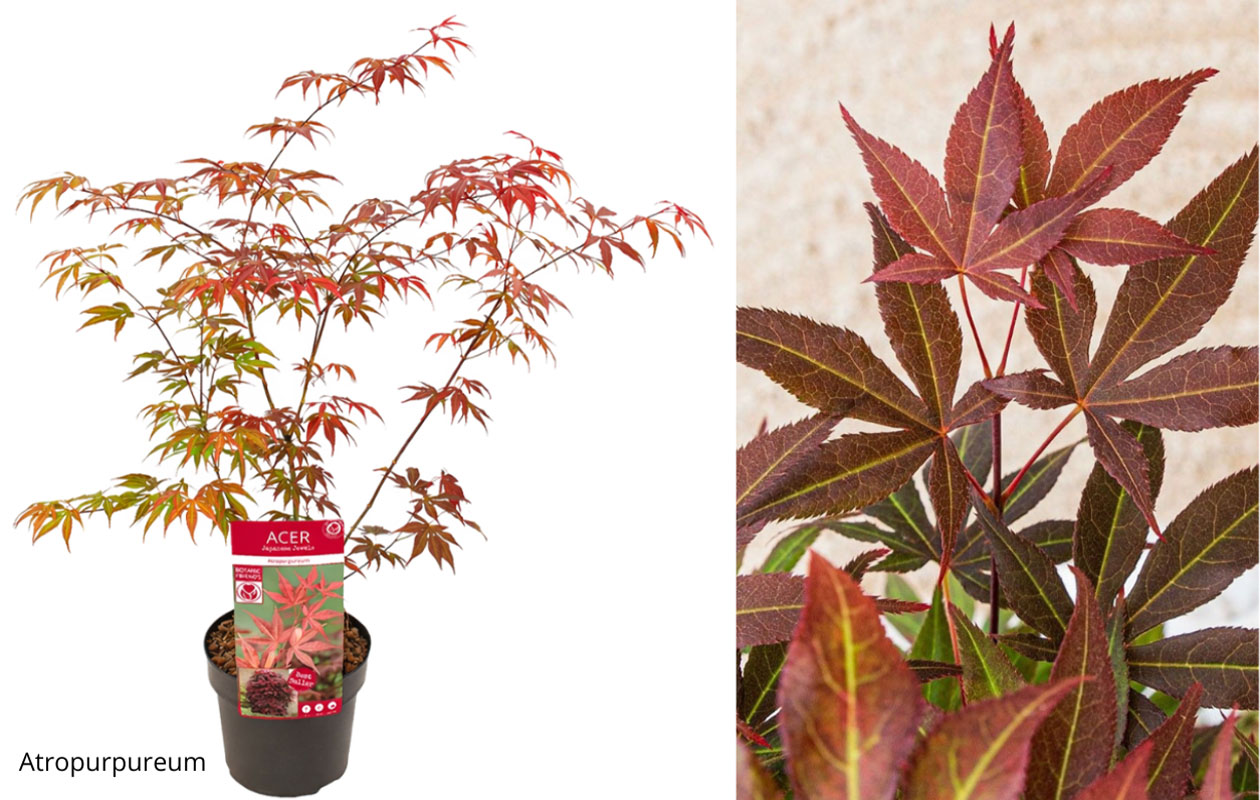 Japanse esdoorn 'Acer palmatum' – Keuze uit 4 soorten