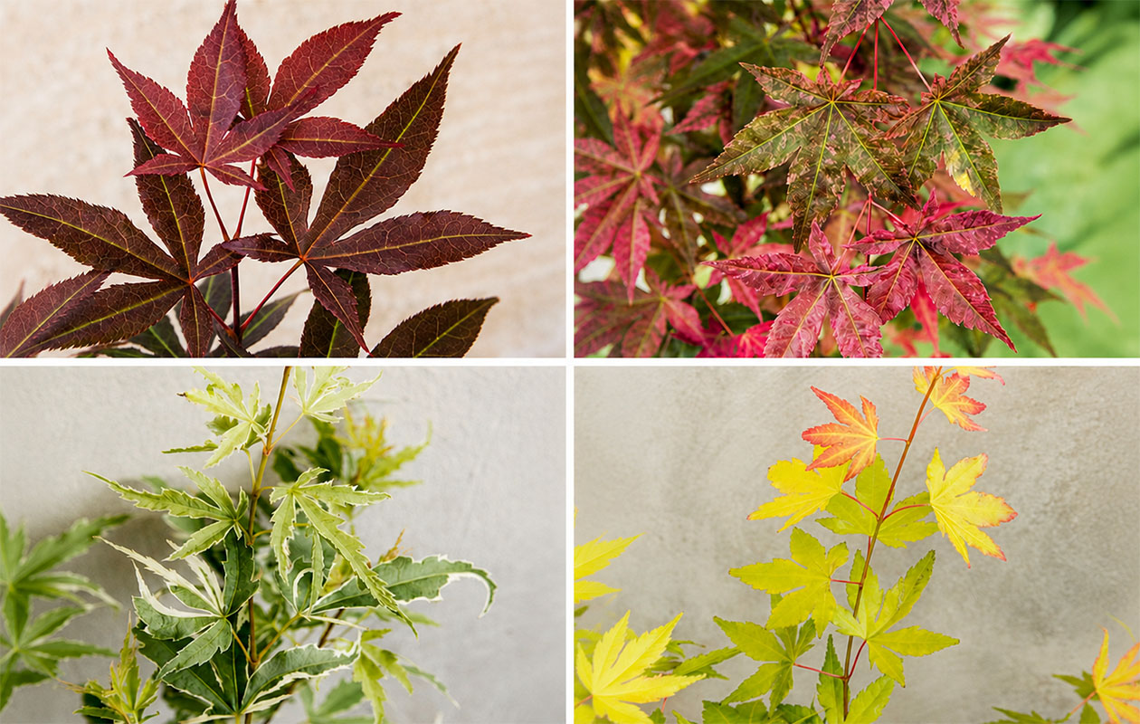 Japanse esdoorn 'Acer palmatum' – Keuze uit 4 soorten