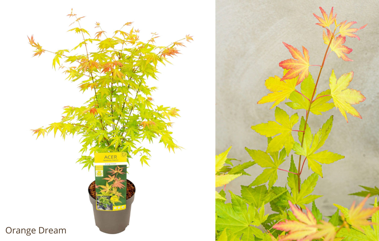 Japanse esdoorn 'Acer palmatum' – Keuze uit 4 soorten
