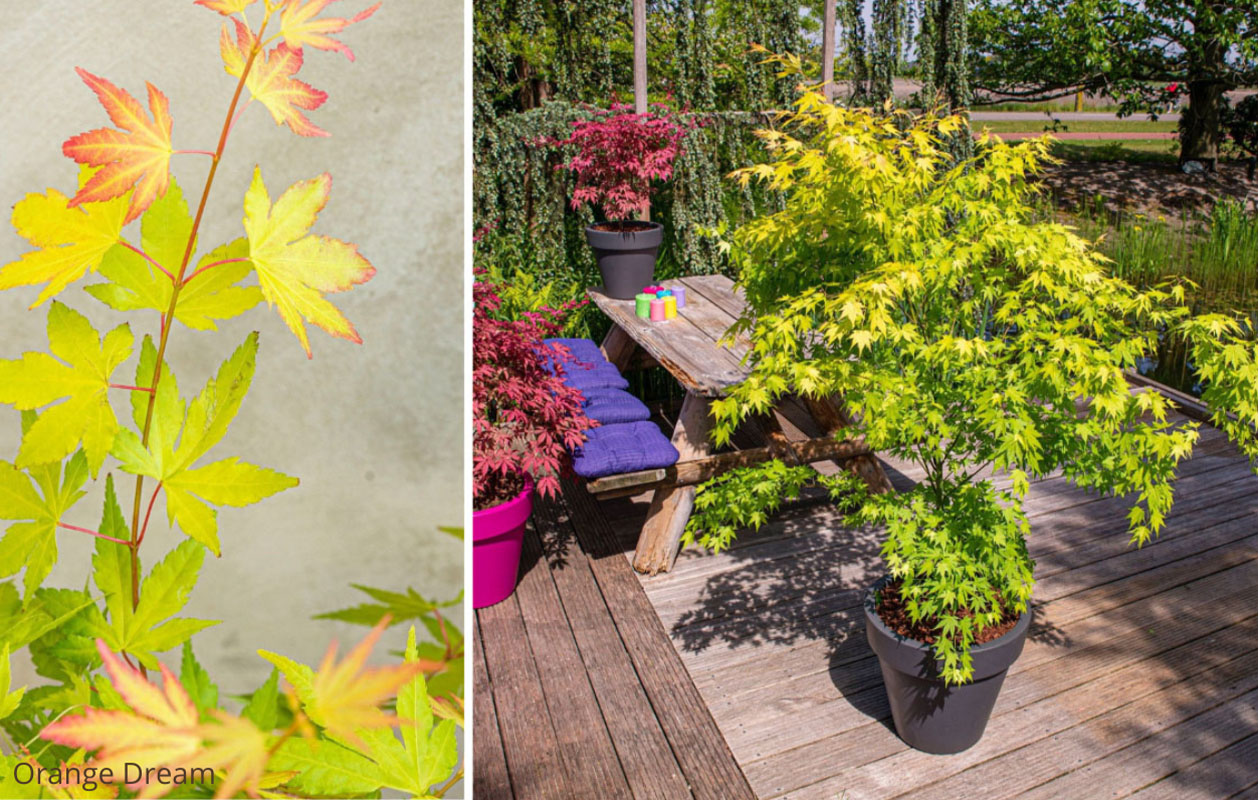 Japanse esdoorn 'Acer palmatum' – Keuze uit 4 soorten