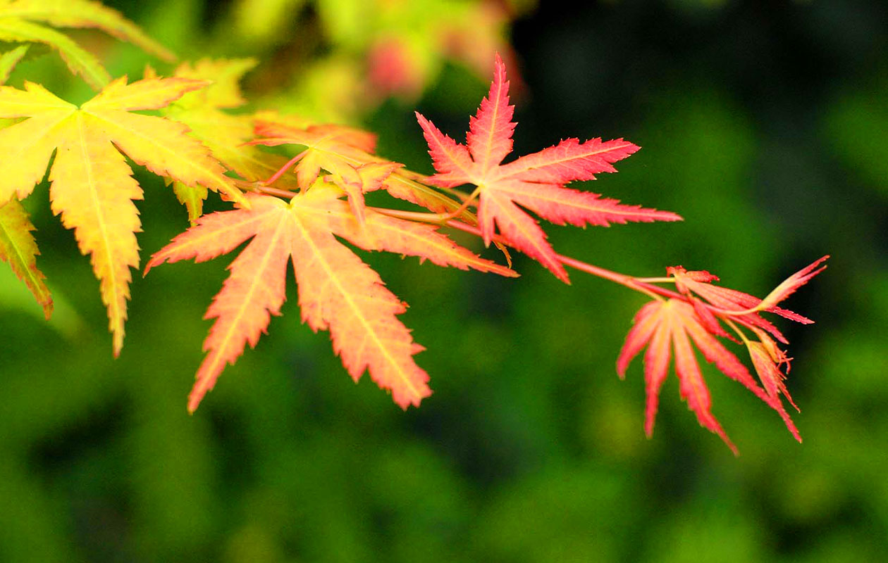 Set van 4 Japanse Esdoorns (25 - 30 cm)